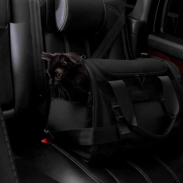 Dagne Dover Large Kyoto Pet Carrier in black displaying the two side release buckle clips to secure pet carrier to seat belt; a cat is inside the carrier.  Caption: Ouija is a 7.8-lb American Longhair