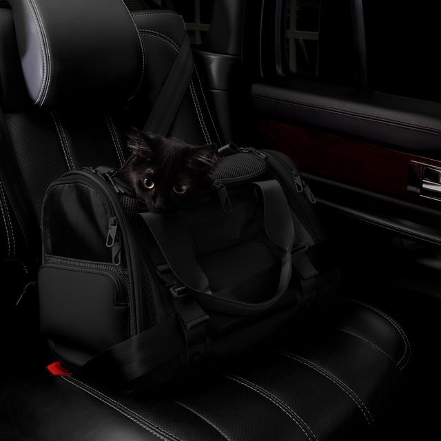 Dagne Dover Small Kyoto Pet Carrier in black displaying the two side release buckle clips to secure pet carrier to seat belt; a cat is inside the carrier.  Caption: Ouija is a 7.8-lb American Longhair